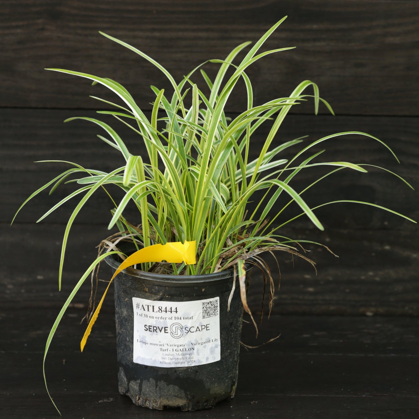 Liriope muscari - Variegated Lily Turf