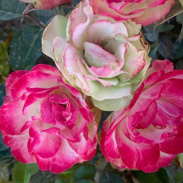 Rosa - Enchanted Meadow™ Rose