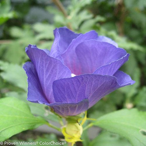 Hibiscus syriacus - Azurri Blue Satin® Rose of Sharon