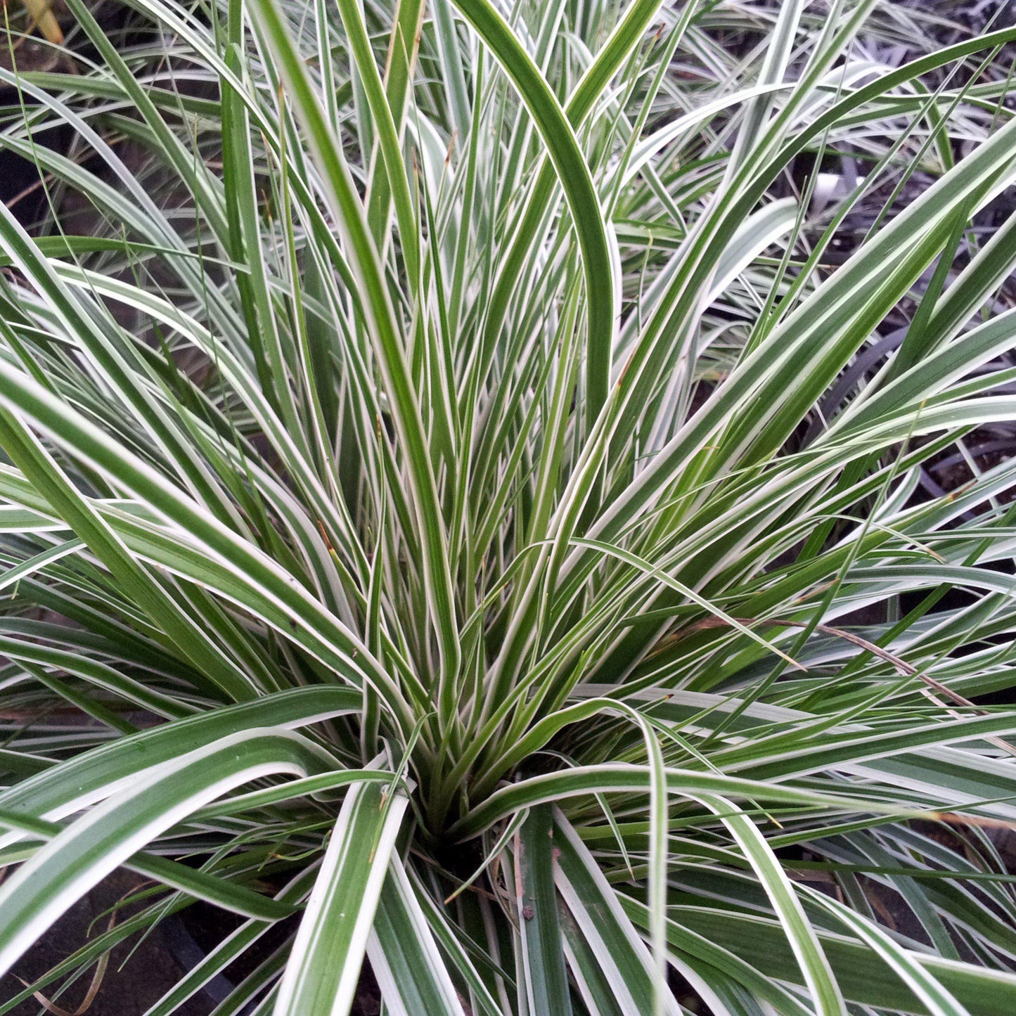 Carex oshimensis - Evercolor® Everest Variegated Sedge