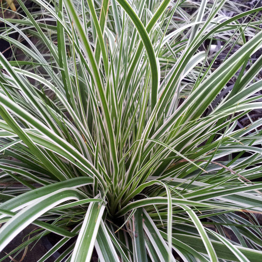 Carex oshimensis - Evercolor® Everest Variegated Sedge