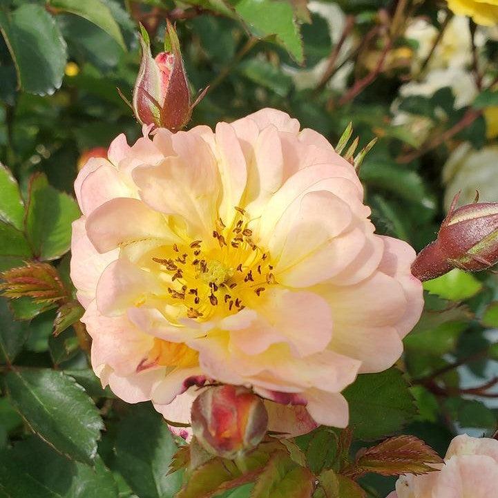 Rosa - Color Cocktail™ Rose