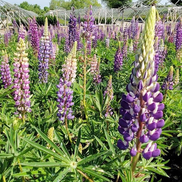 Lupinus - Russell Hybrids Mix Lupine