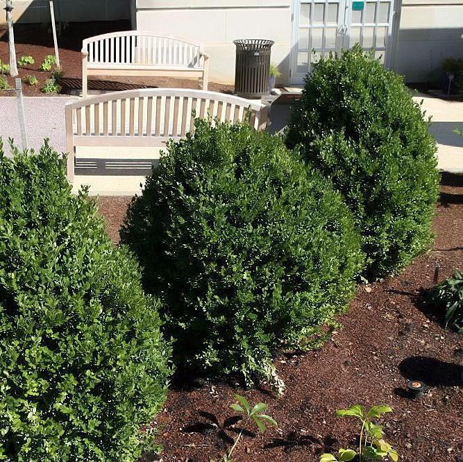 Buxus - Green Mountain Boxwood
