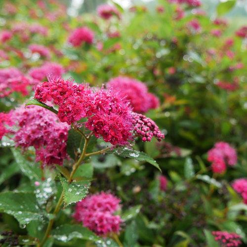 Spiraea x - Double Play® Doozie Spirea