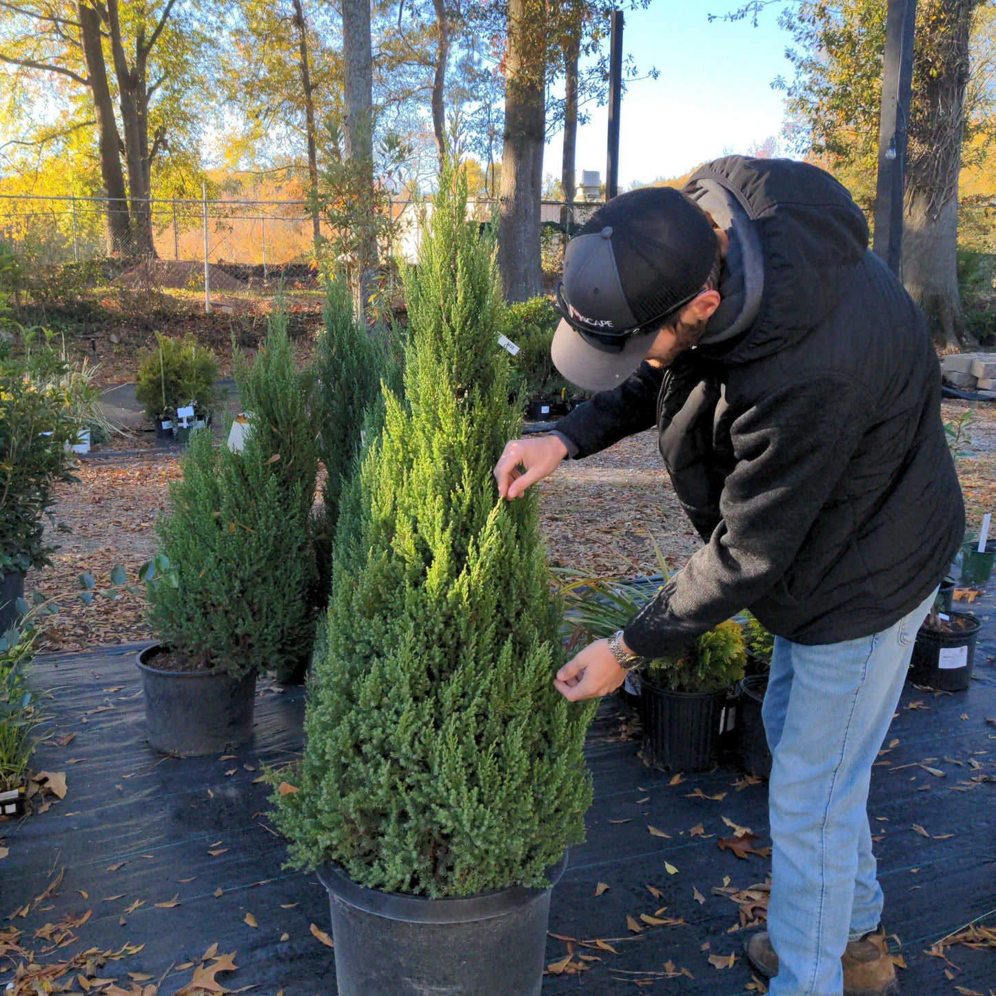 Juniperus chinensis - Blue Point Juniper