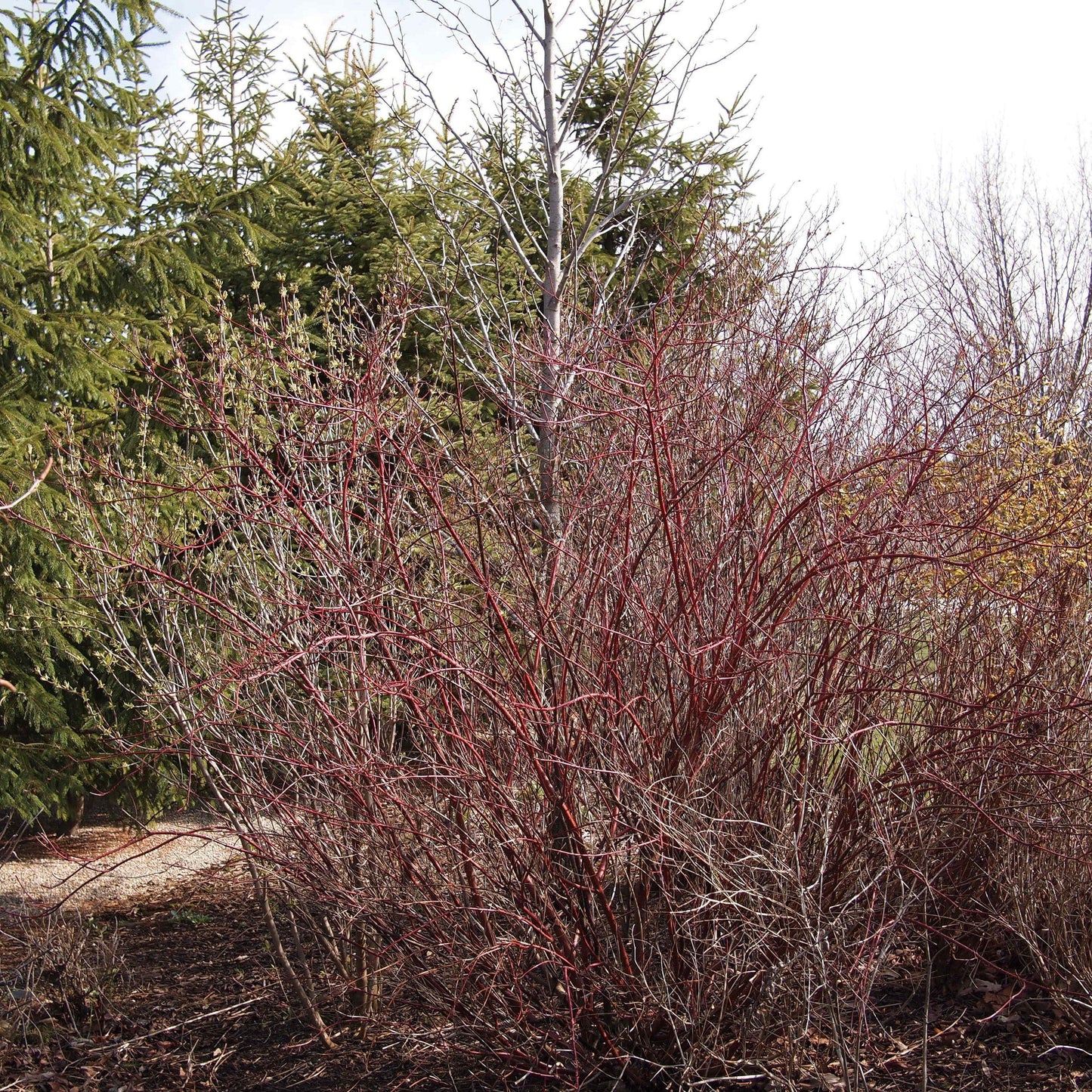 Cornus sericea - Bailey Red Twig Dogwood