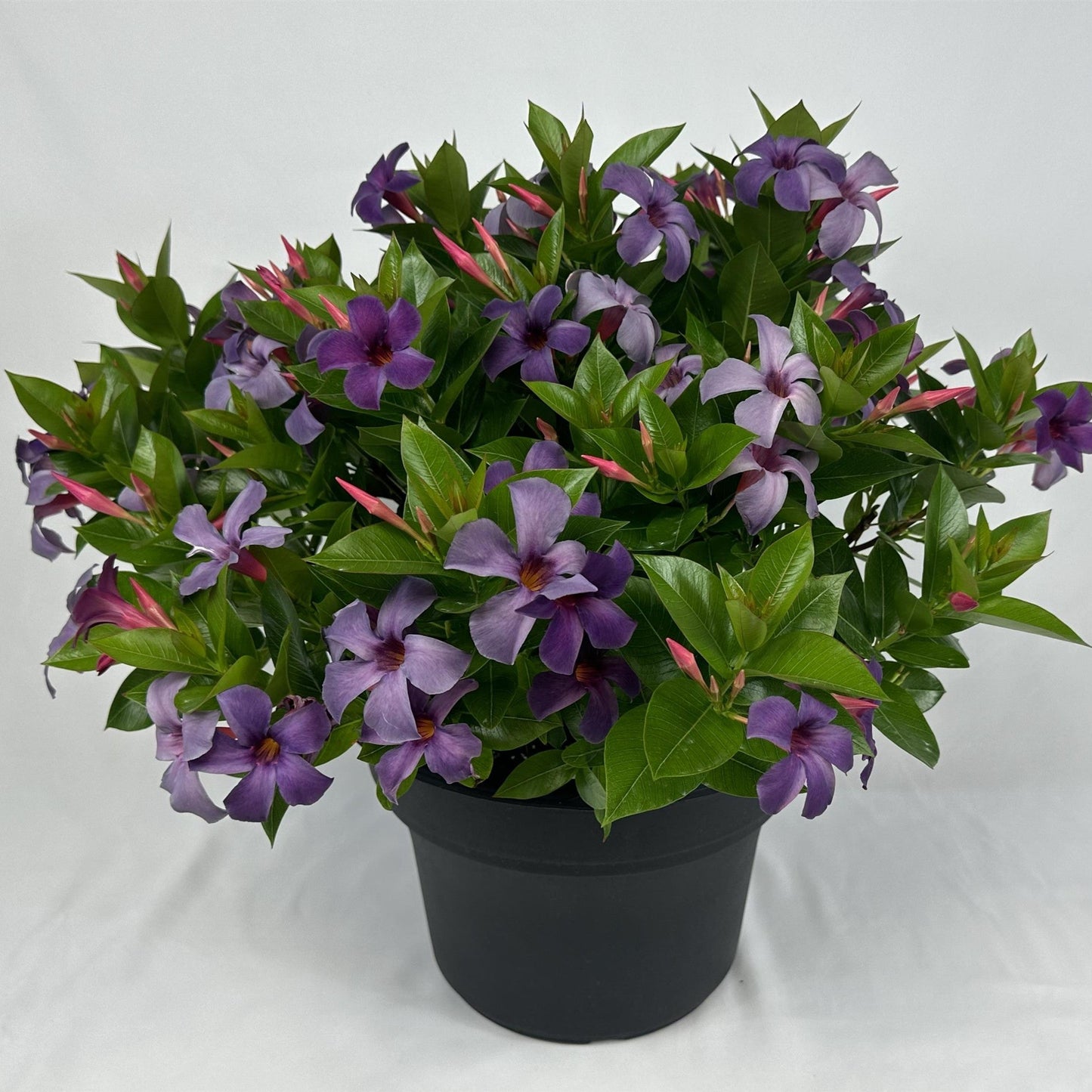Mandevilla x - Sun Parasol® Original XP Bluephoria Mandevilla
