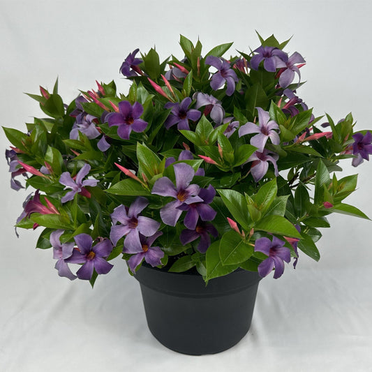 Mandevilla x - Sun Parasol® Original XP Bluephoria Mandevilla
