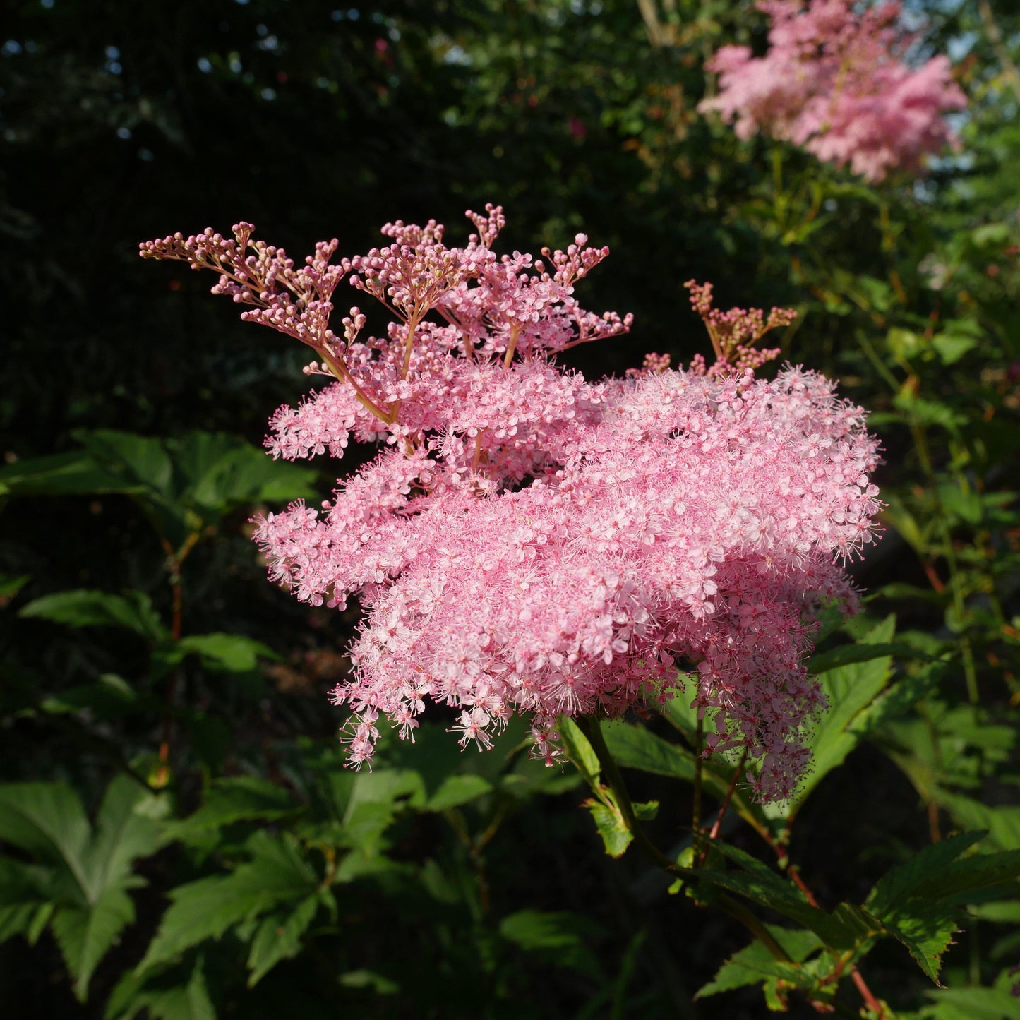 Filipendula rubra - Venusta Queen of the Prairie