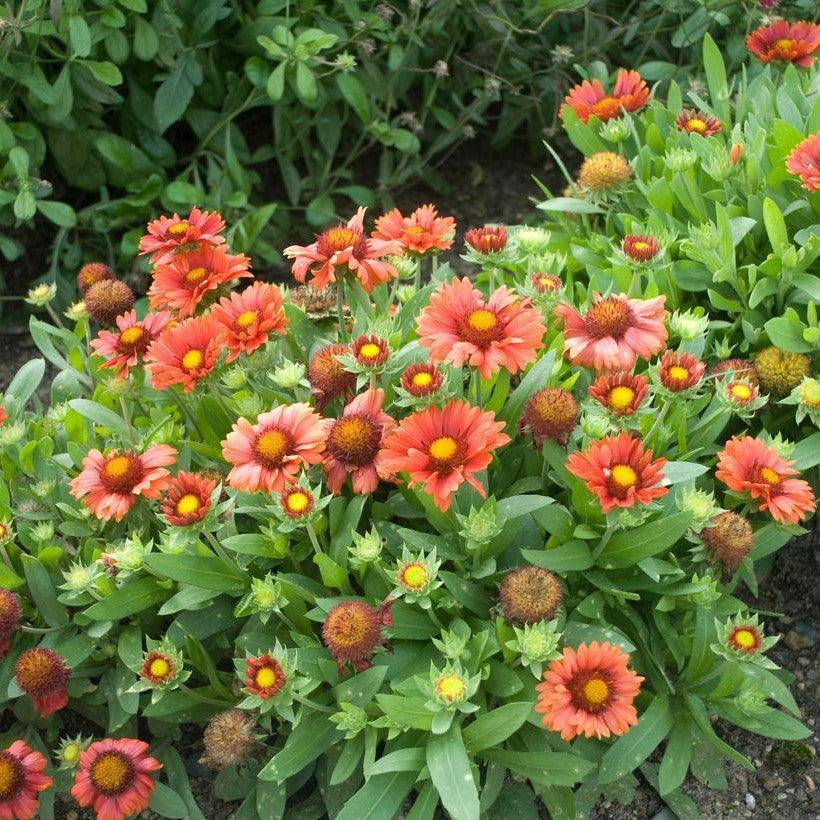 Gaillardia x aristata - Arizona Red Shades Blanket Flower