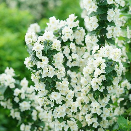 Philadelphus coronarius  - Illuminati Tower® Mockorange