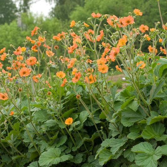 Geum - Totally Tangerine™ Avens