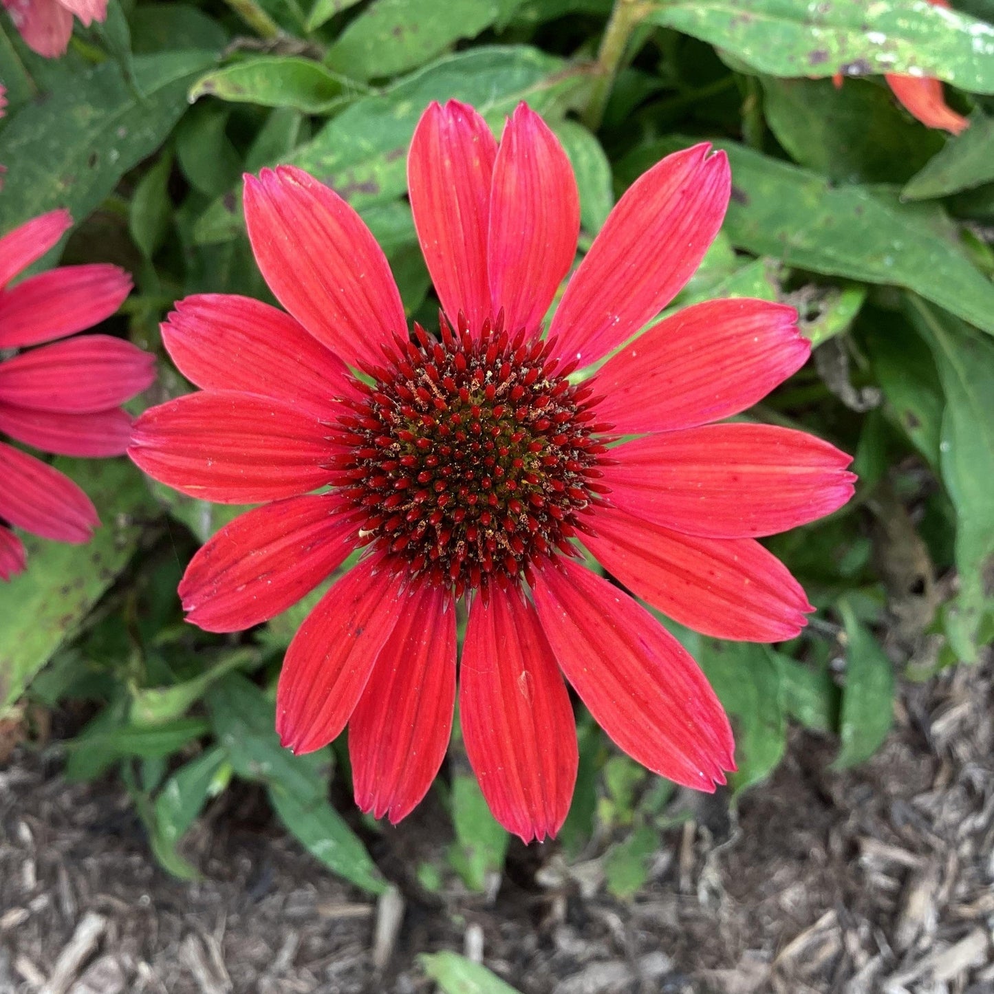 Echinacea purpurea - SunMagic® Vintage Ruby Echinacea