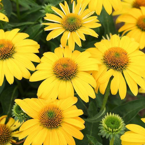 Echinacea - Sombrero® Lemon Yellow Improved Coneflower