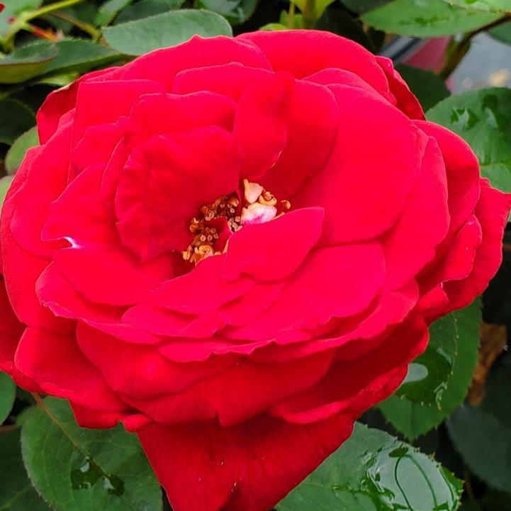 Rosa - Easy Elegance® Kashmir Rose