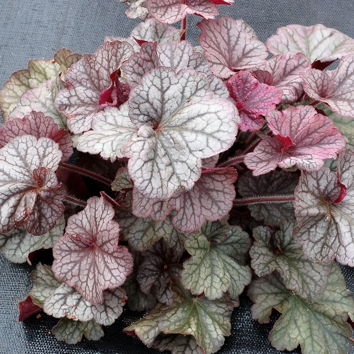 Heuchera x - Northern Exposure™ Silver Heuchera