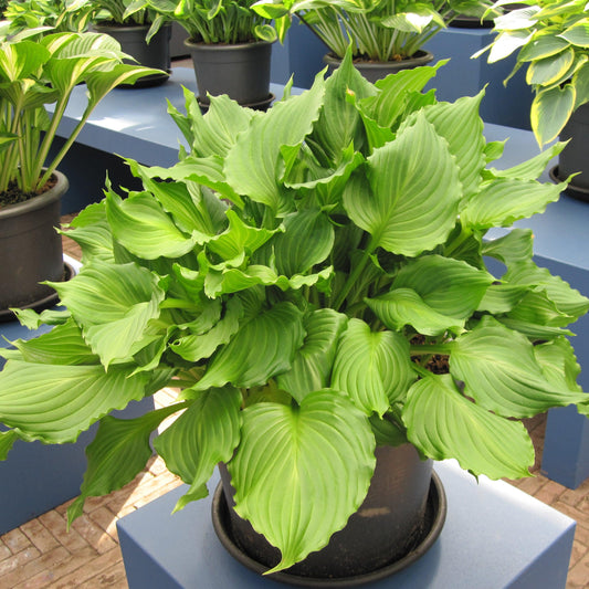 Hosta - Dancing Queen Hosta