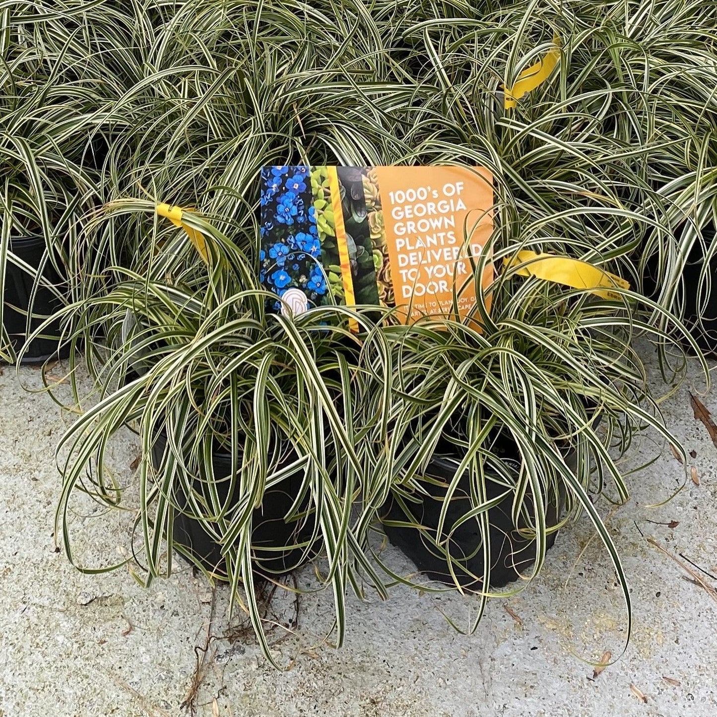 Carex oshimensis - Feather Falls Sedge