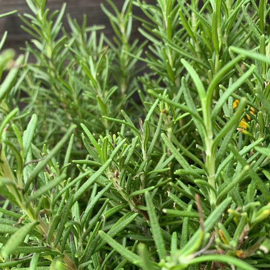 Rosmarinus officinalis - Tuscan Blue Rosemary