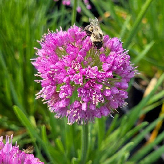 Allium x - Cobalt Millenium Ornamental Onion