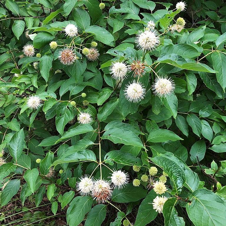 Cephalanthus occidentalis - First Editions® Fiber Optics Cephalanthus