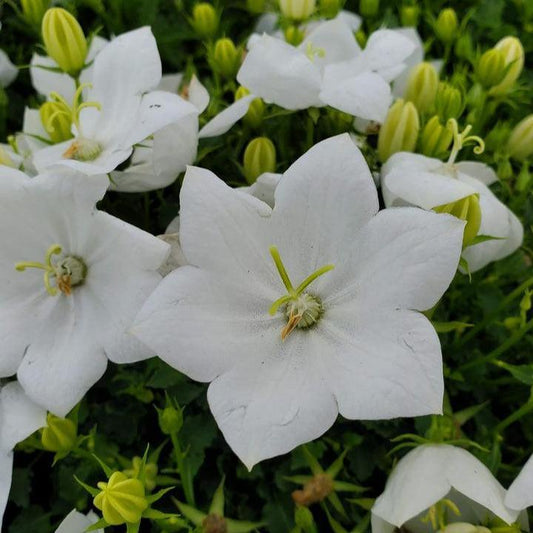 Campanula carpatica  - Rapido White Bellflower