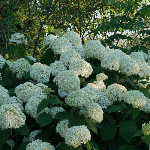 Hydrangea arborescens - Proven Winners® Incrediball® Smooth Hydrangea