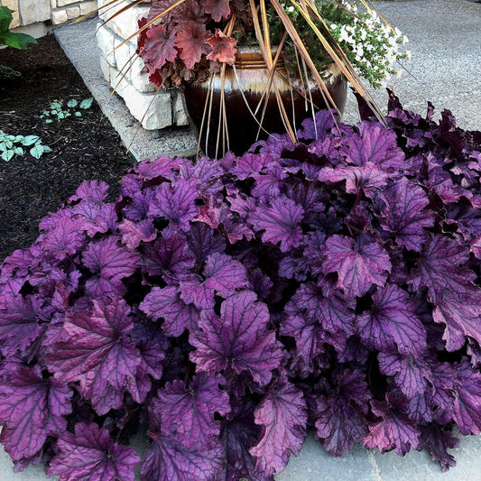 Heuchera x - Forever® Purple Coral Bells