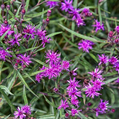 Vernonia - Prairie Princess Ironweed