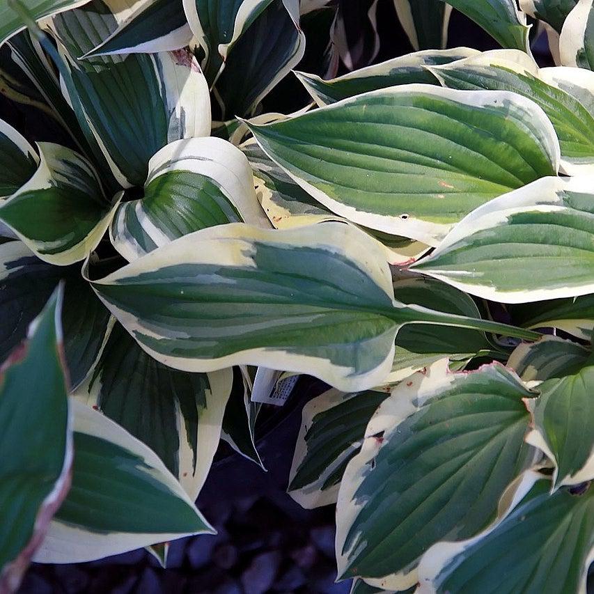 Hosta - Patriot