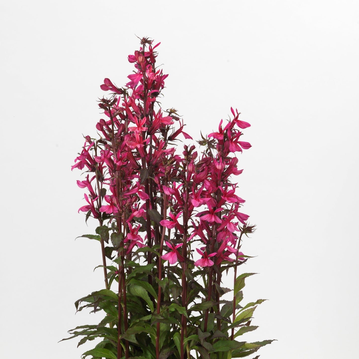 Lobelia x speciosa - Starship™ Rose Cardinal Flower