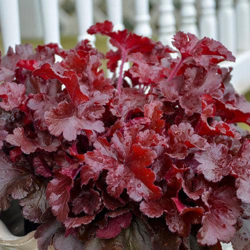 Heuchera - Dolce® Cherry Truffles Heuchera