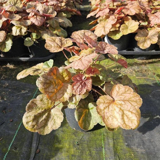 Heuchera  - Apricot Coral Bells
