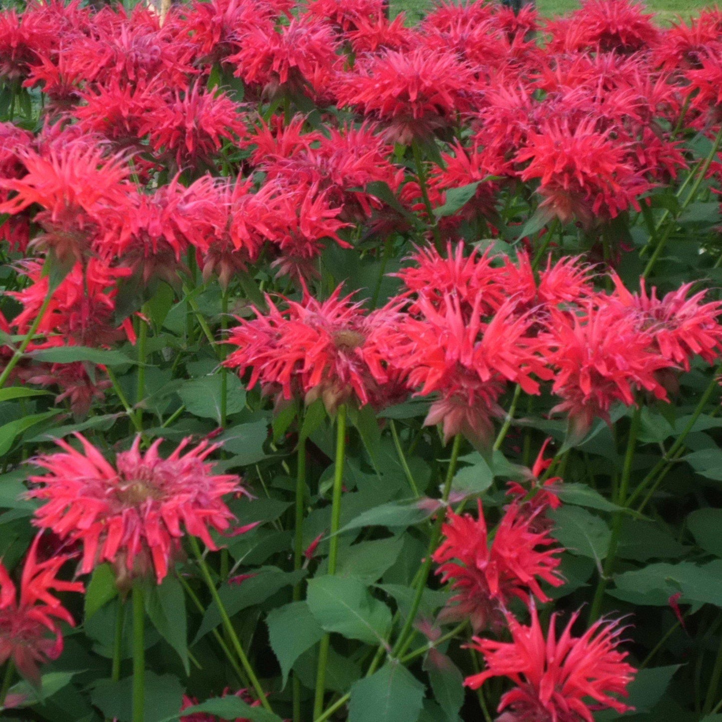 Monarda - Sugar Buzz® 'Cherry Pops' Bee Balm