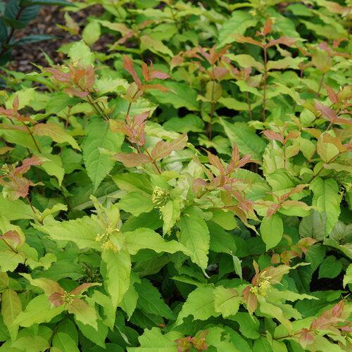 Diervilla x - Kodiak® Fresh™ Honeysuckle