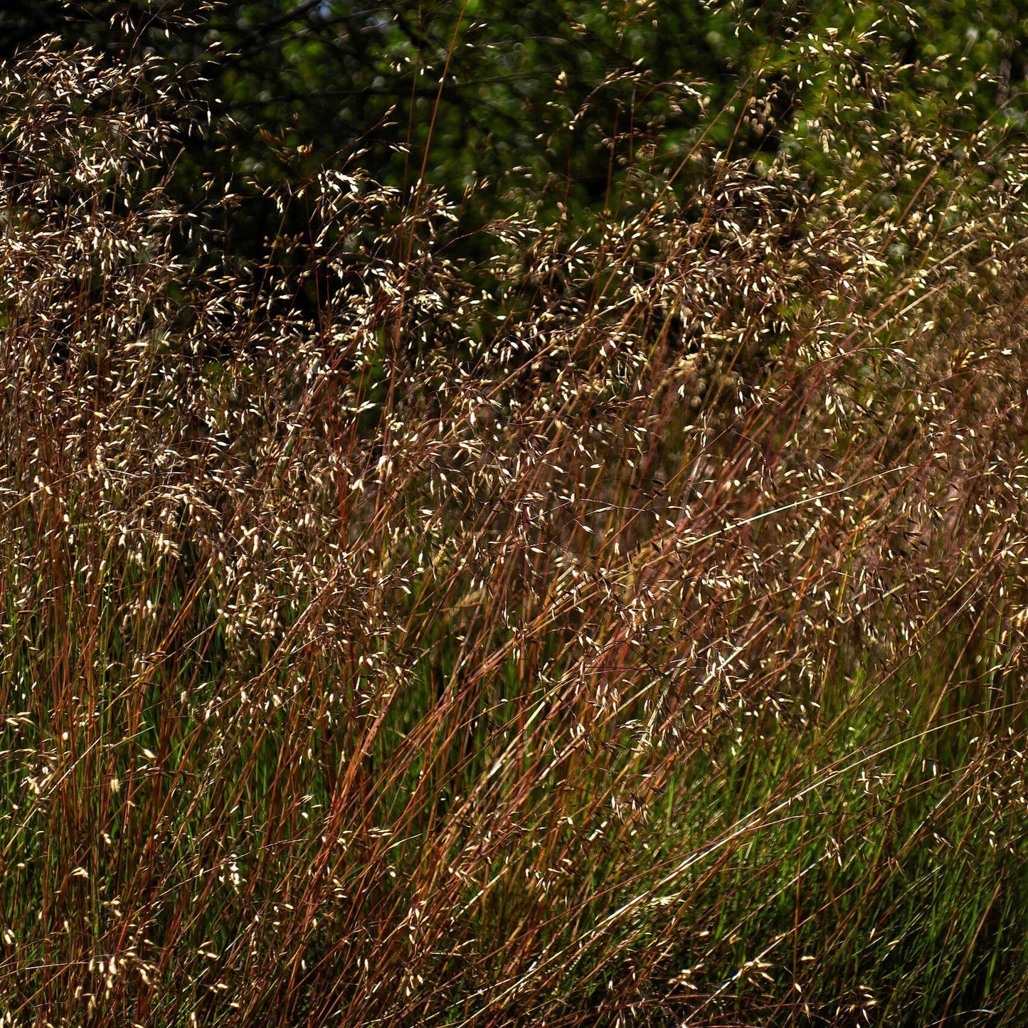 Deschampsia flexuosa  - Wavy Hair Grass