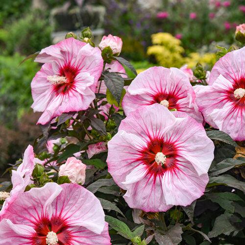 Hibiscus - Summerific® Cherry Choco Latte Hibiscus