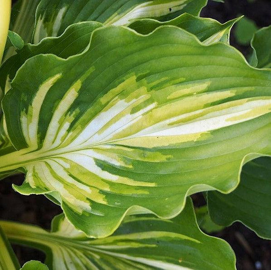 Hosta - Lakeside Paisley Print Hosta