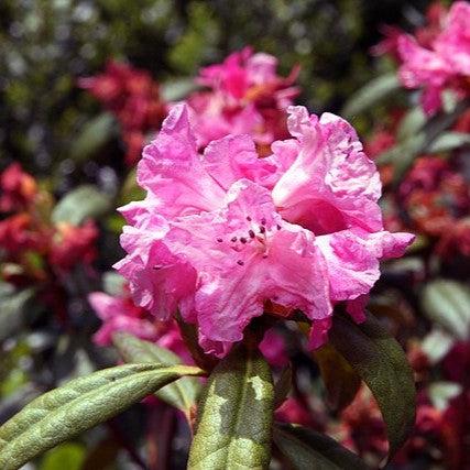 Rhododendron x - Landmark