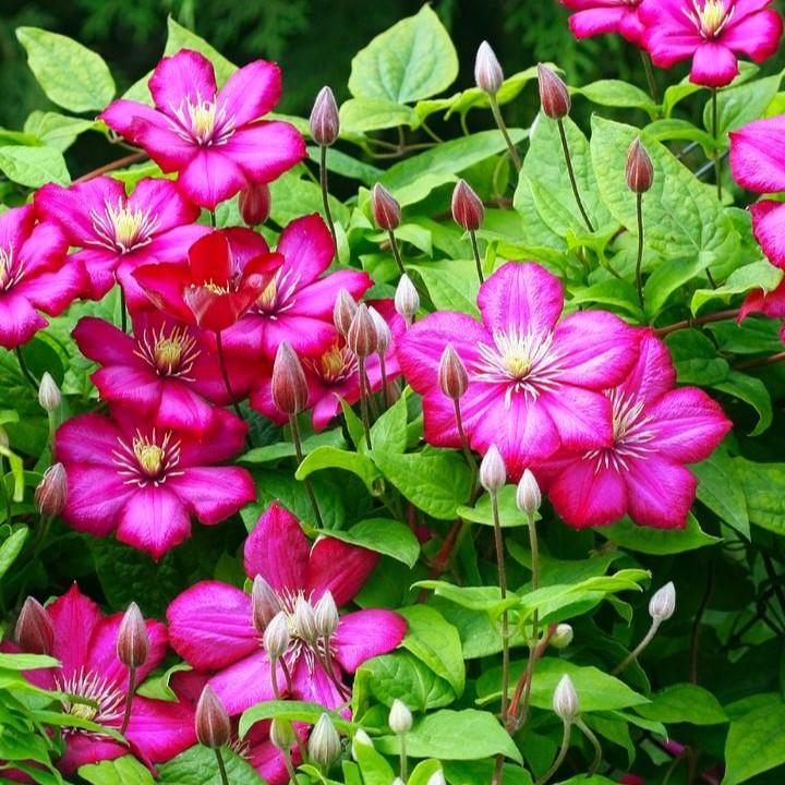 Clematis - Rouge Cardinal Clematis