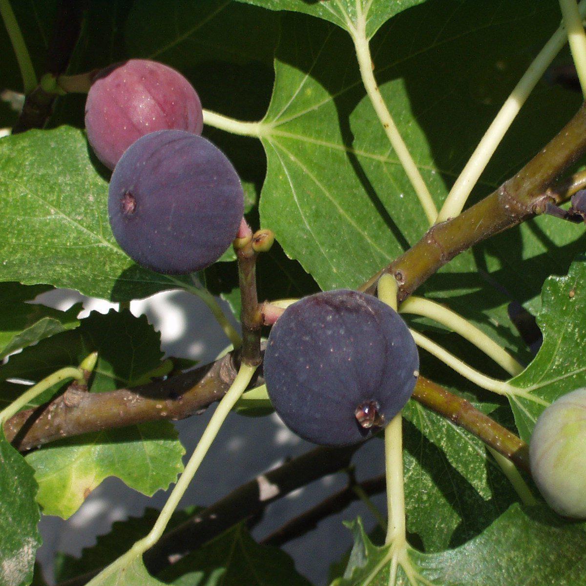 Ficus carica - Chicago Hardy Fig