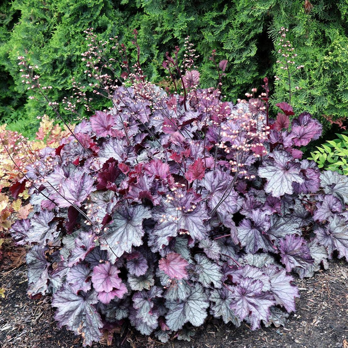 Heuchera x - Northern Exposure™ Purple Heuchera