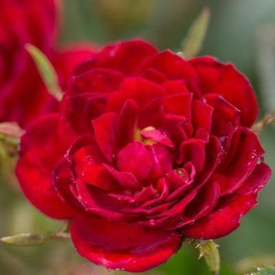 Rosa - Easy Elegance® Chi™ Rose