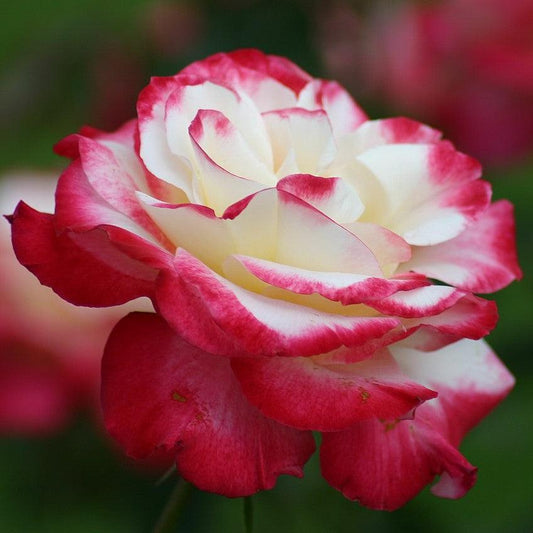 Rosa - Double Delight™ Rose