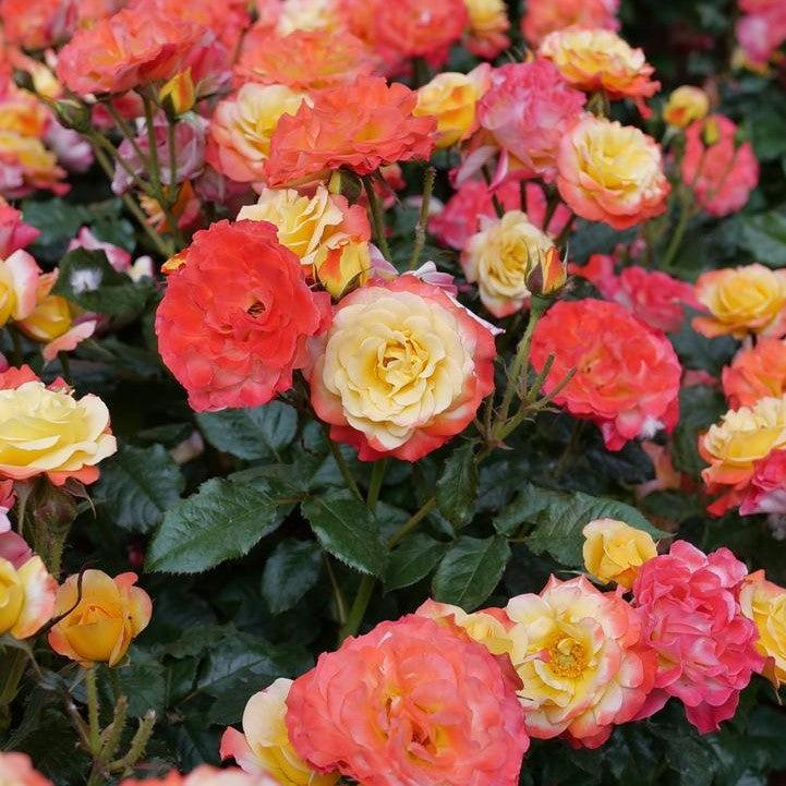 Rosa x - Oso Easy En Fuego® Rose