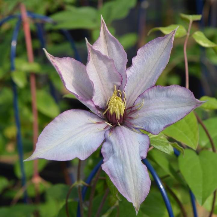 Clematis - Samaritan Jo™ Clematis