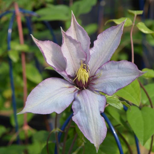 Clematis - Samaritan Jo™ Clematis