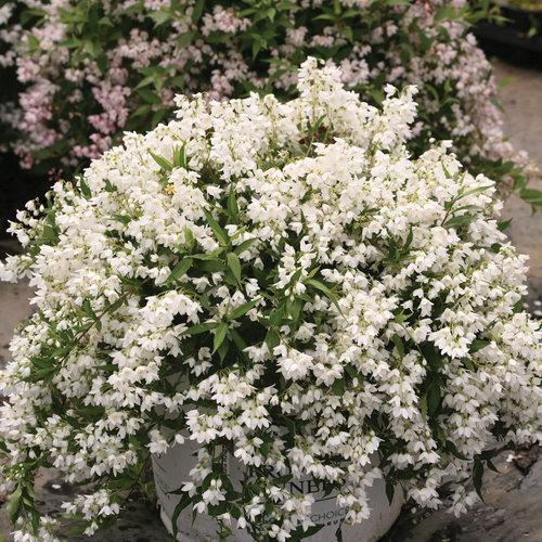 Deutzia sp. - Yuki Snowflake® Deutzia