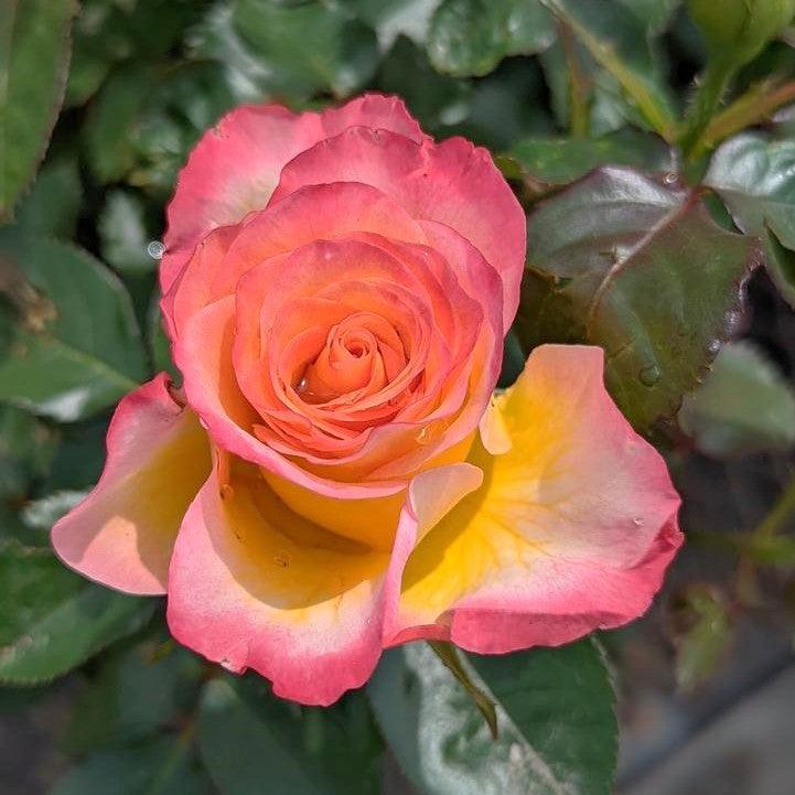 Rosa  - True Serenity Rose
